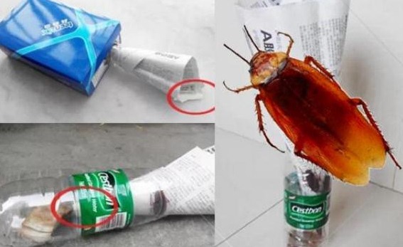 深圳滅蟑螂公司教您如何快速滅蟑螂 (1742).jpg