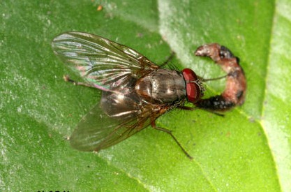 深圳殺蟲公司教您如何滅蒼蠅 (80).jpg