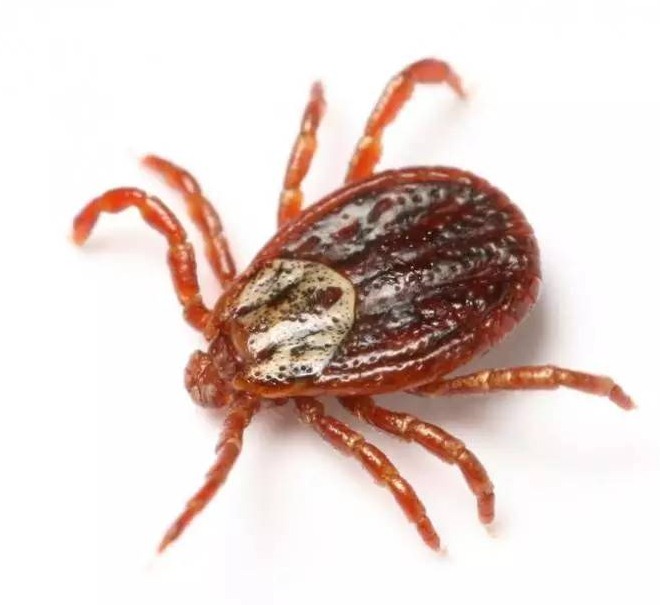 深圳殺蟲公司怎樣快速去除跳蚤和蜱蟲等寄生蟲？_6 (1).png