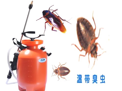 深圳殺蟲滅鼠公司教您如何除四害 (849).jpg