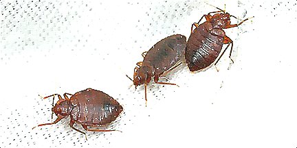 深圳殺蟲公司教您如何滅臭蟲 (128).jpg