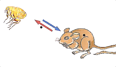 深圳殺蟲公司如何快速有效專業的滅殺害蟲 (574).jpg