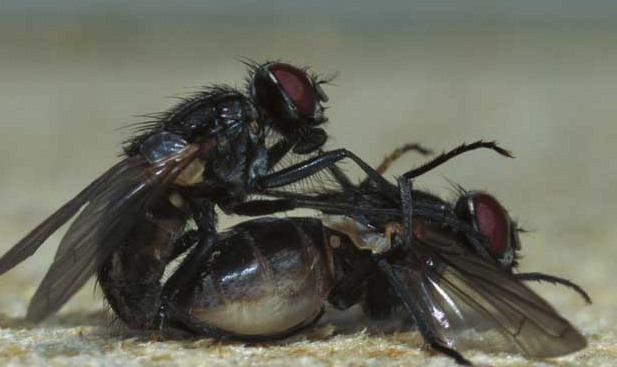 深圳殺蟲公司教您如何滅蒼蠅 (74).jpg