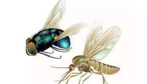 深圳殺蟲(chóng)公司教您如何快速專業(yè)滅殺蟑螂 (855).jpg