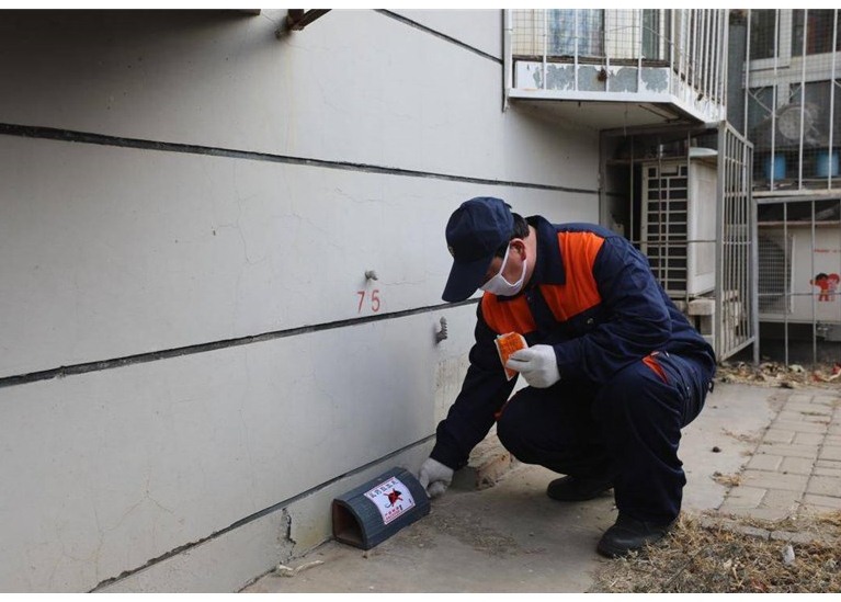 深圳滅鼠公司如何快速有效滅鼠 (777).jpg