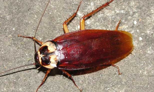 深圳滅蟑螂公司教您如何快速滅蟑螂 (963).jpg