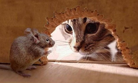 深圳滅鼠公司 如何快速有效滅鼠 (423).jpg