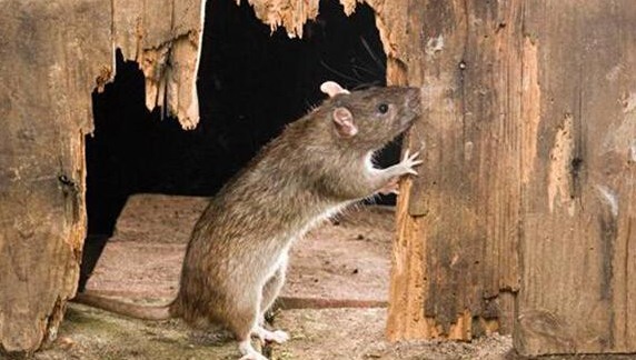 深圳滅鼠公司 如何快速有效滅鼠 (2001).jpg