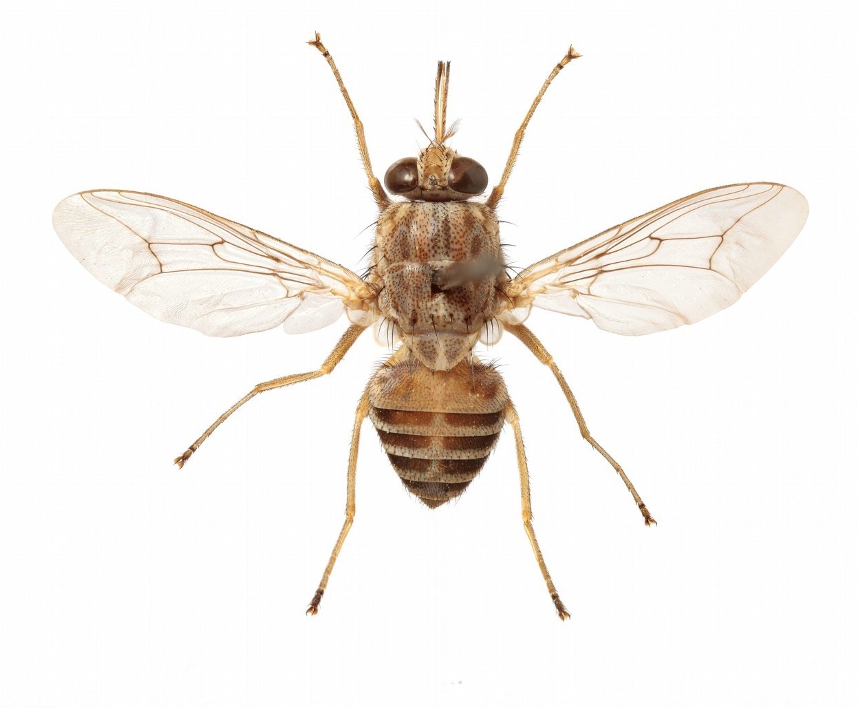 深圳殺蟲公司教您如何滅蒼蠅 (32).jpg