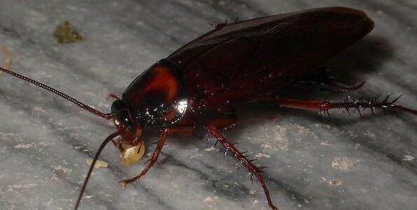 深圳滅蟑螂公司教您如何快速滅蟑螂 (324).jpeg