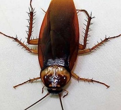 深圳滅蟑螂公司教您如何快速滅蟑螂 (1730).jpg