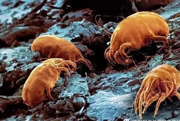 深圳殺蟲公司如何滅螨蟲除四害 (14).jpeg