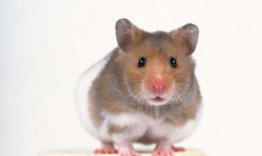 深圳滅鼠公司如何快速有效滅鼠 (183).jpg