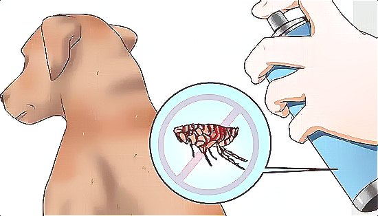 深圳殺蟲公司如何快速有效專業的滅殺害蟲 (151).jpg