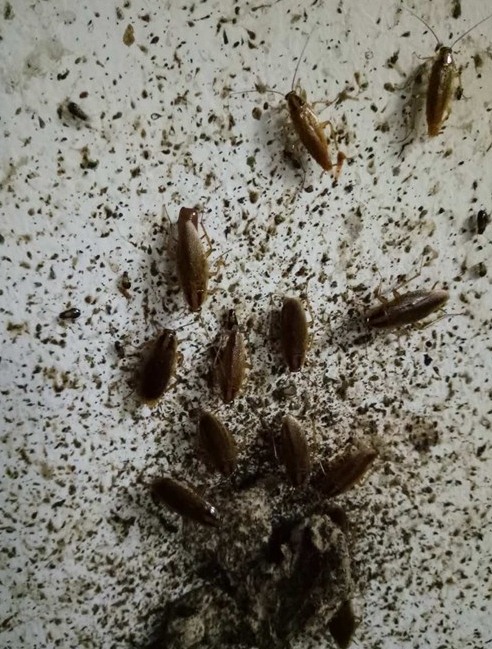 深圳滅蟑螂公司教您如何快速滅蟑螂 (552).jpg