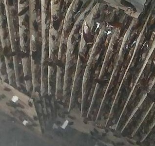 深圳滅蟑螂公司教您如何快速滅蟑螂 (353).jpeg