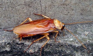 深圳滅蟑螂公司教您如何快速滅蟑螂 (2183).jpg