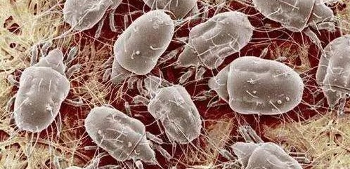 深圳殺蟲公司如何滅螨蟲除四害 (219).jpeg