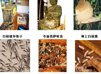 深圳消殺公司除四害滅蟑螂和老鼠 (208).jpg