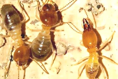 深圳殺蟲公司教您如何防治白蟻 (14).jpg