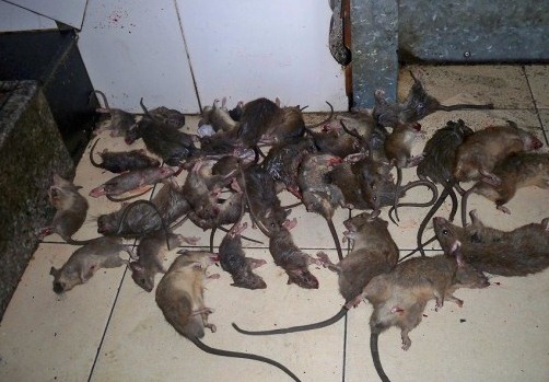 深圳滅鼠公司如何快速滅鼠 (227).jpg