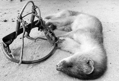 深圳滅鼠公司如何快速滅鼠粘鼠板捕鼠籠 (3).jpg