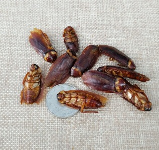 深圳滅蟑螂公司教您如何快速滅蟑螂 (1859).jpg