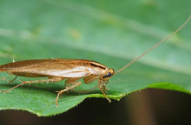 深圳滅蟑螂公司教您如何快速滅蟑螂 (316).jpeg