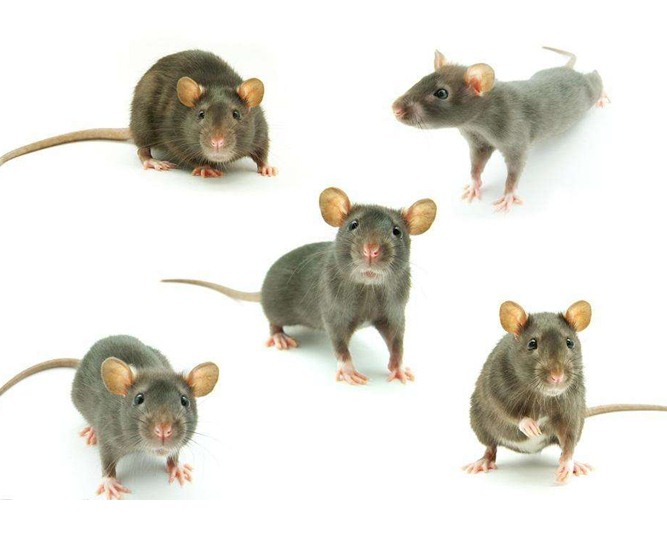 深圳滅鼠公司如何快速有效滅鼠 (338).jpg