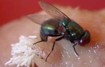 深圳殺蟲公司教您如何滅蒼蠅 (12).jpeg