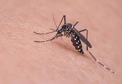 深圳殺蟲公司教您如何有效快速專業(yè)的滅殺蚊子 (13).jpeg