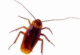 深圳滅蟑螂公司教您如何快速滅蟑螂 (3257).jpg