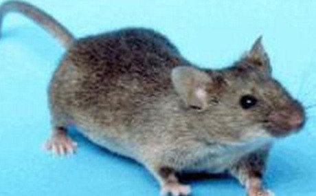 深圳滅鼠公司如何快速滅鼠粘鼠板捕鼠籠 (450).jpg